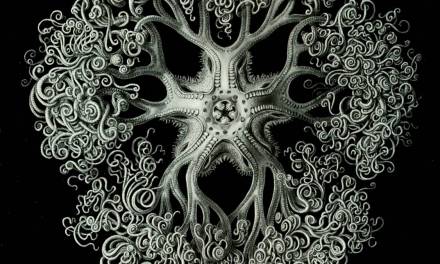 Artist of the Month : Ernst Haeckel