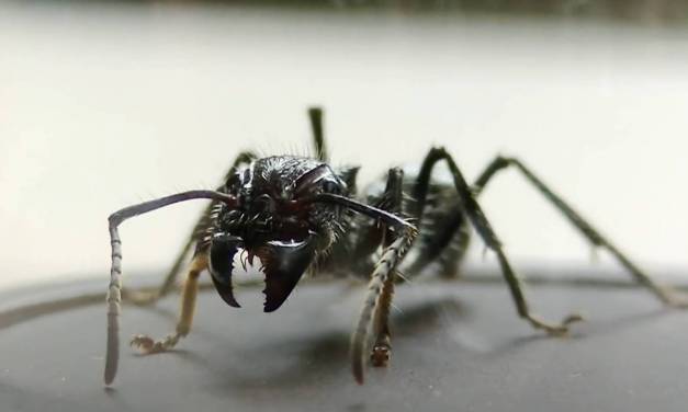 Sometimes, you’re in the zone… and then other times, you just want to watch a guy get stung by a murder hornet