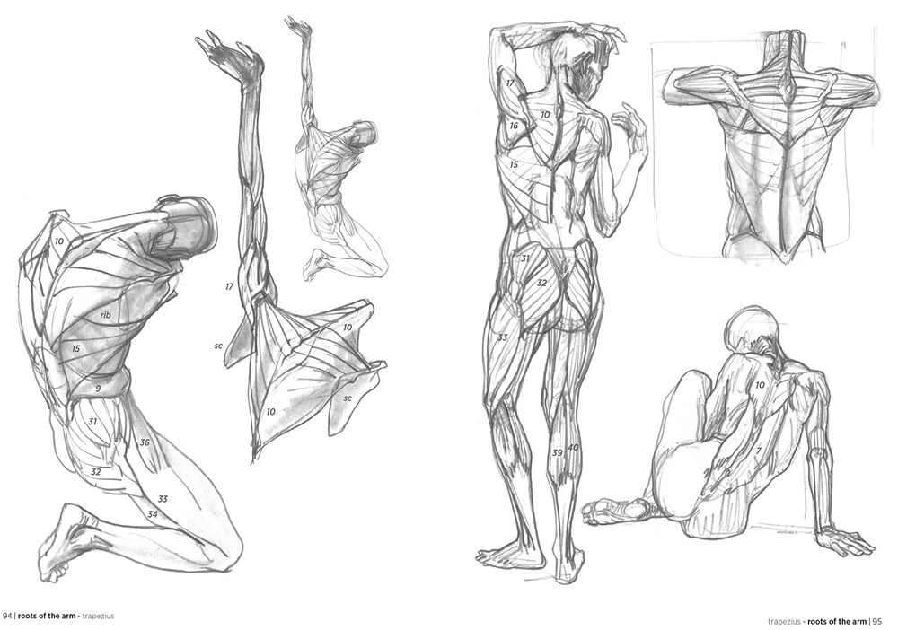 How to Draw Picture of the Human Body Art Anatomy Learned from Sketches Book